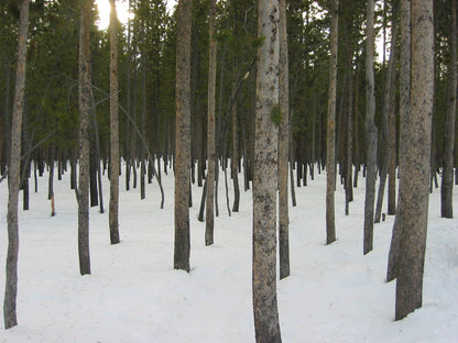 Photographic Notecards